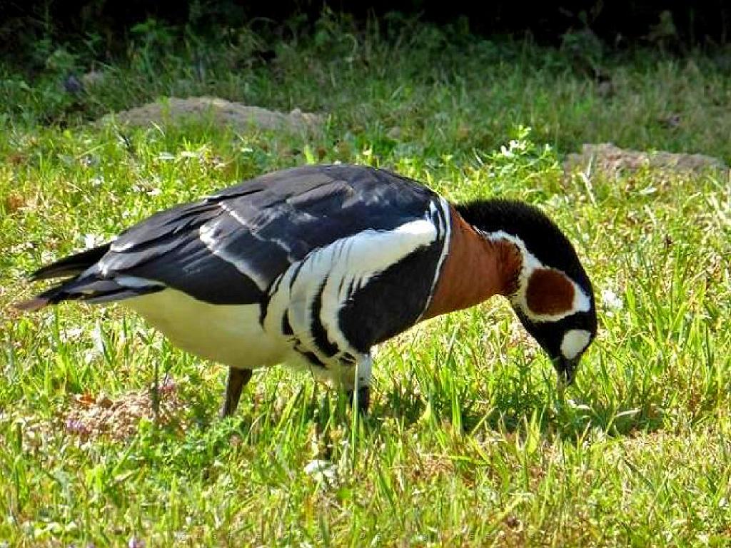101PARC AUX OISEAUX DANS L AIN 2016 2_000004.jpg